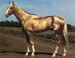 Achaltekinský kůň - Zlatý