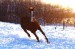 Achaltekinský kůň v Zimě